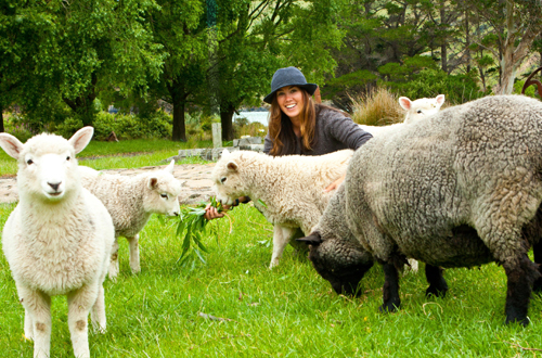 ave and sheep ave and sheep